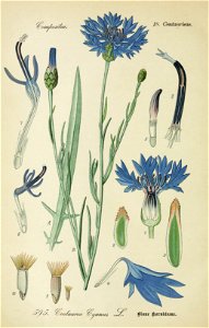 Centaurea cyanus001