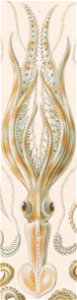 Center top detail, Gamochonia. - Trichterkraken LCCN2015648938 (cropped)