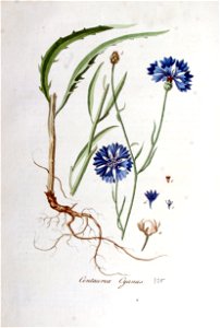 Centaurea cyanus — Flora Batava — Volume v5