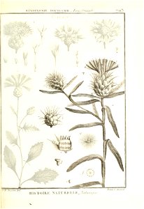 Centaurea eriophora