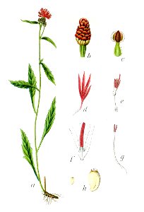 Centaurea jacea Sturm22