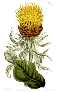 Centaurea macrocephala - Curtis's Botanical Magazine - vol. 31 - t. 1248. Free illustration for personal and commercial use.
