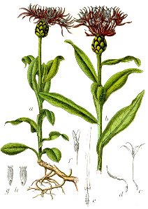 Centaurea montana Sturm25