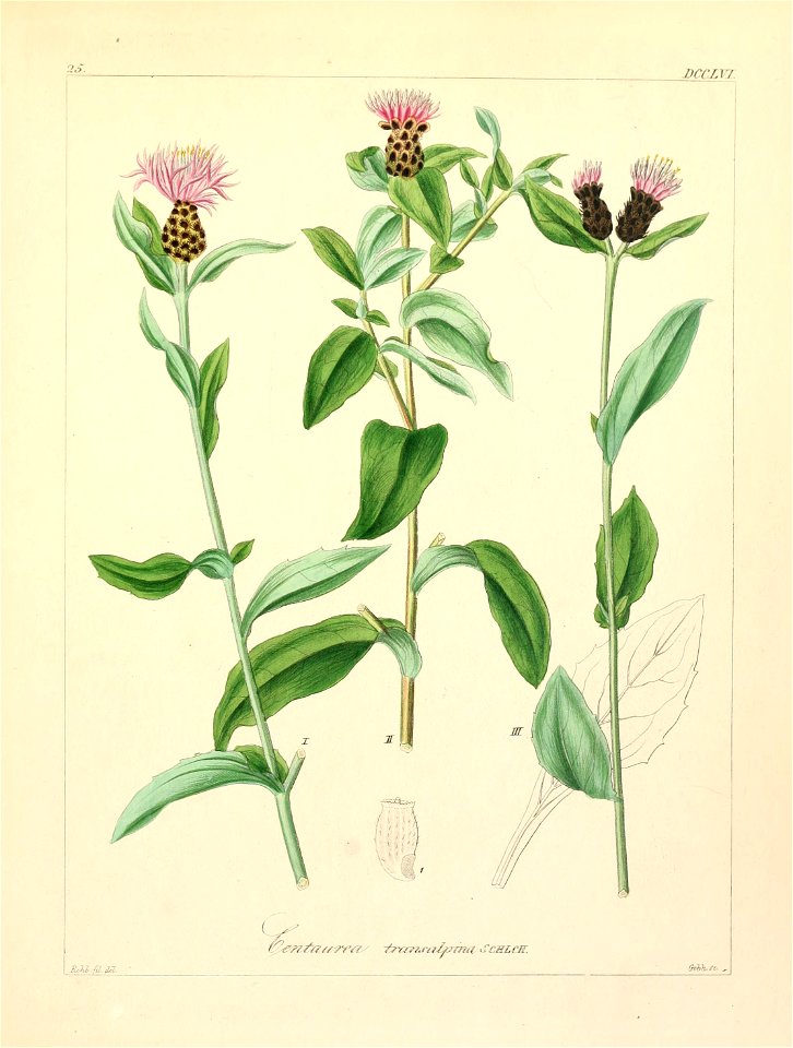 Centaurea nigrescens ssp transalpina