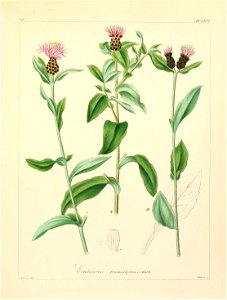 Centaurea nigrescens ssp transalpina. Free illustration for personal and commercial use.