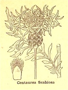 Centaurea scabiosa sl
