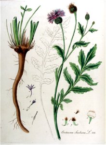 Centaurea scabiosa — Flora Batava — Volume v10