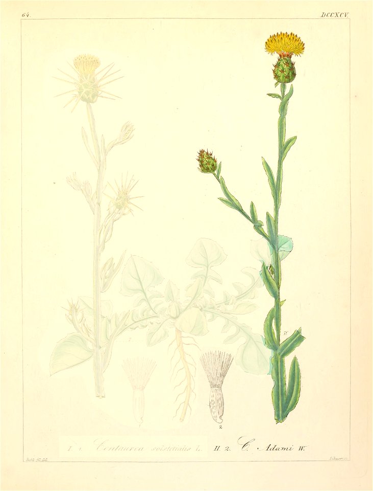 Centaurea solstitialis ssp adamii