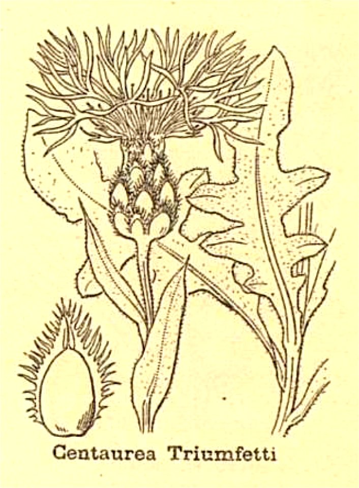 Centaurea triumfettii ssp axillaris