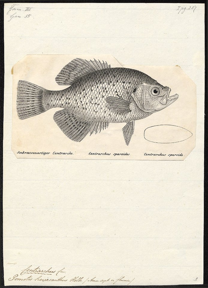 Centrarchus hexacanthus - 1809-1845 - Print - Iconographia Zoologica - Special Collections University of Amsterdam - UBA01 IZ13000088