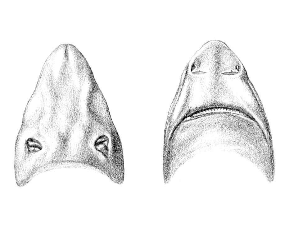 Centrophorus squamosus4