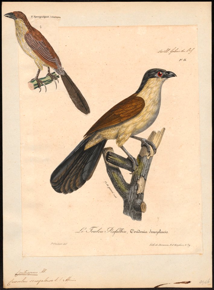 Centropus senegalensis - 1825-1834 - Print - Iconographia Zoologica - Special Collections University of Amsterdam - UBA01 IZ18800151
