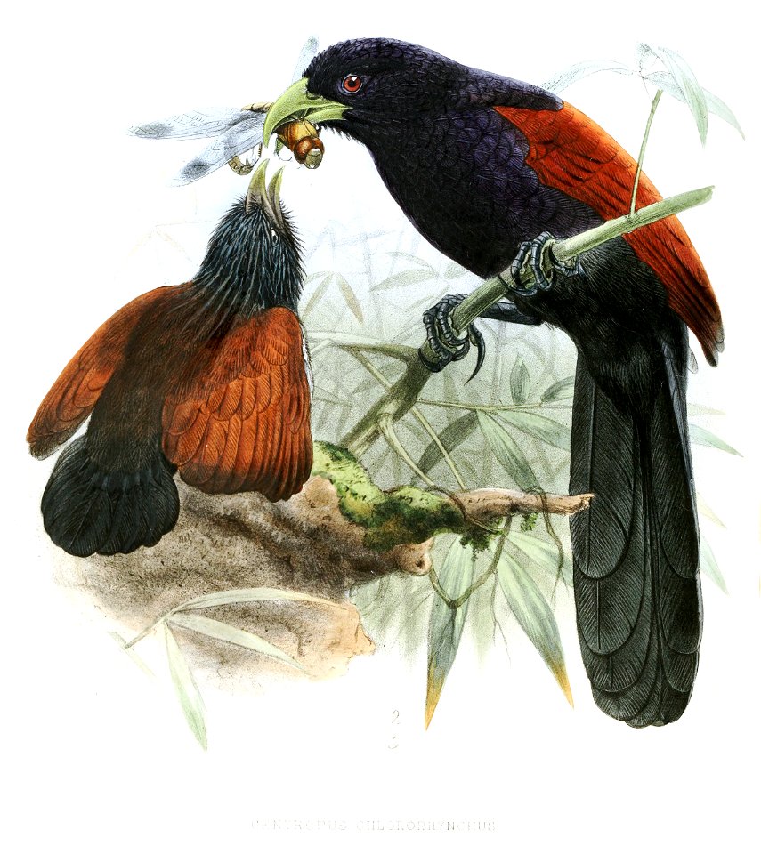 CentropusChlororhynchusLegge