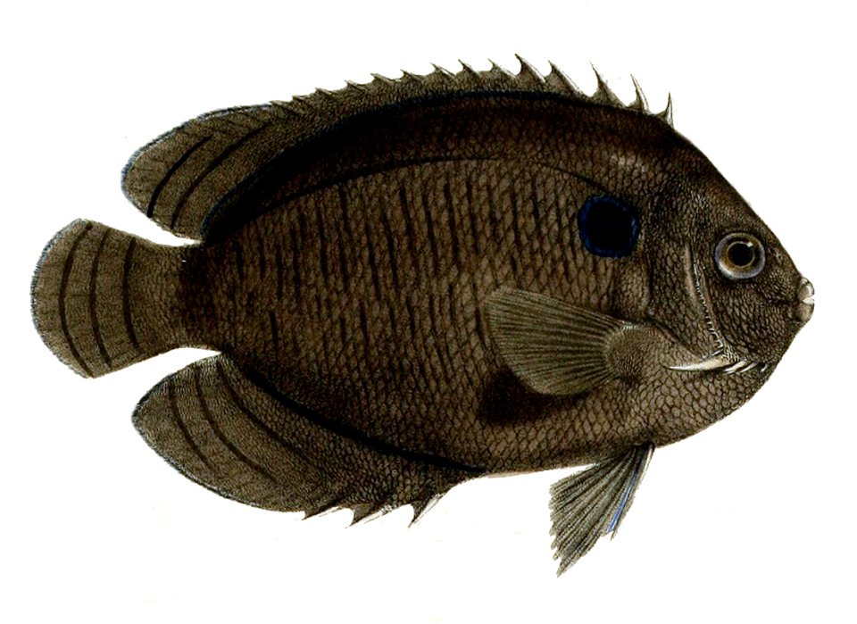 Centropyge multispinis