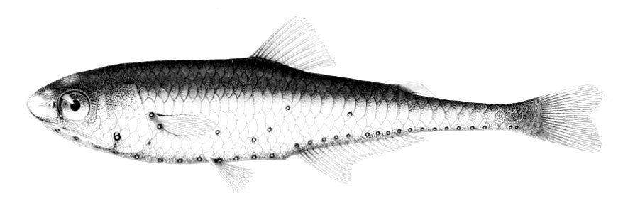 Centrobranchus choerocephalus