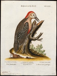 Centurus radiolatus - 1700-1880 - Print - Iconographia Zoologica - Special Collections University of Amsterdam - UBA01 IZ18700367