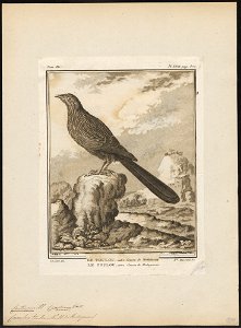 Centropus toulou - 1700-1880 - Print - Iconographia Zoologica - Special Collections University of Amsterdam - UBA01 IZ18800169