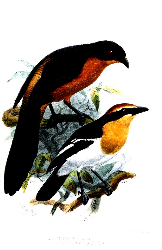 CentropusDryoscopusKeulemans