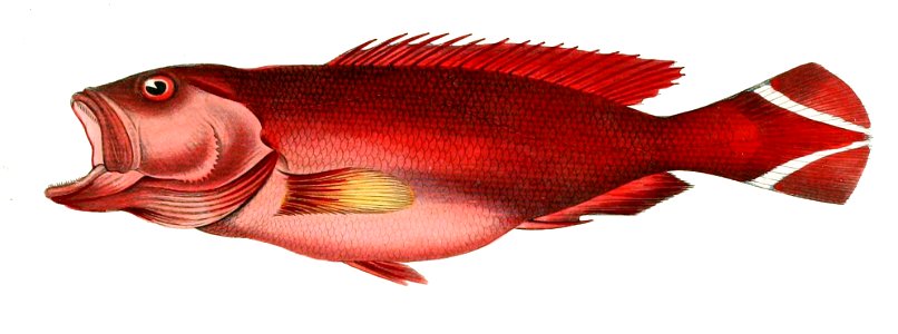 Cephalopholis urodeta Brevoort