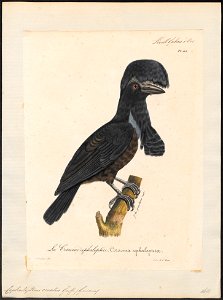 Cephalopterus ornatus - 1825-1834 - Print - Iconographia Zoologica - Special Collections University of Amsterdam - UBA01 IZ16600147