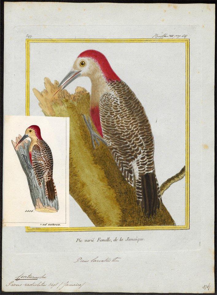 Centurus radiolatus - 1700-1880 - Print - Iconographia Zoologica - Special Collections University of Amsterdam - UBA01 IZ18700369