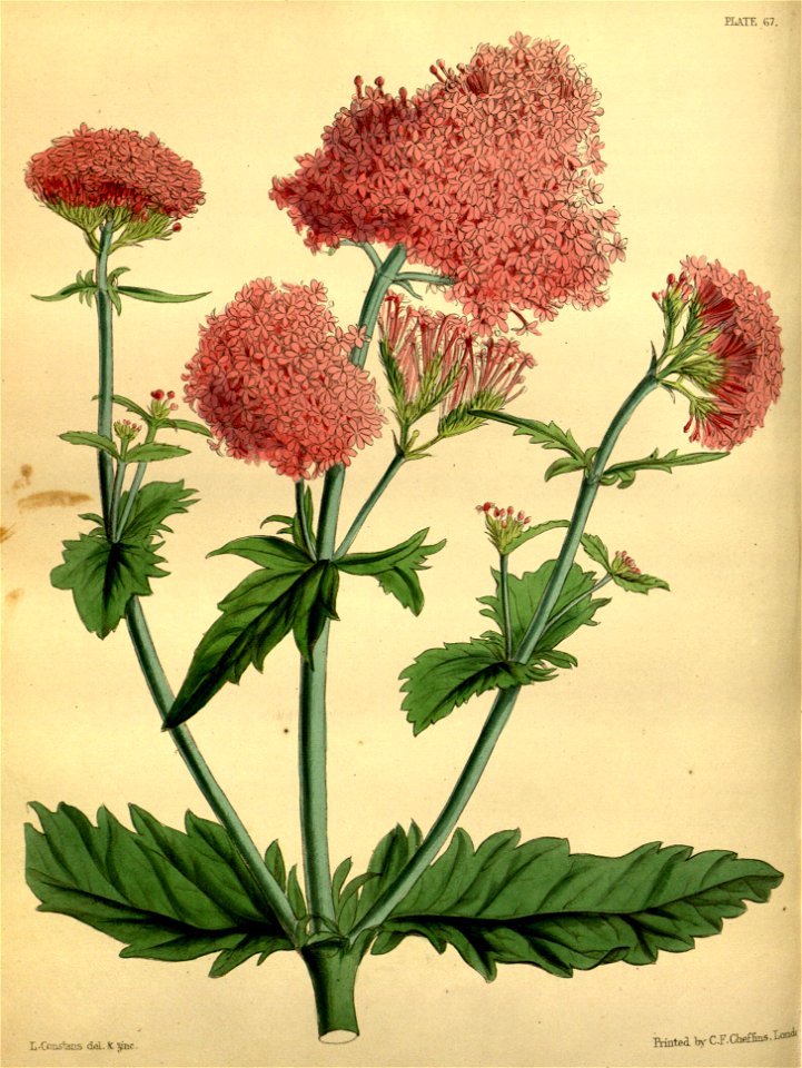 Centranthus macrosiphon Paxton 067
