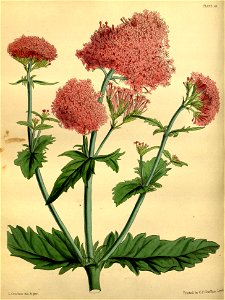 Centranthus macrosiphon Paxton 067