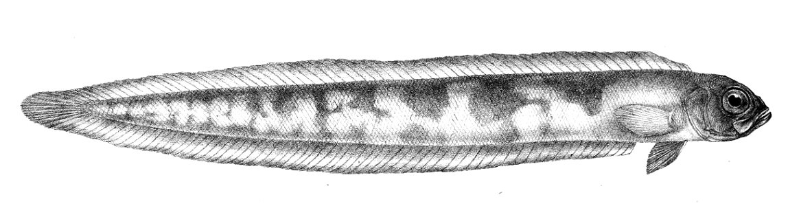 Cepola abbreviata Ford 68