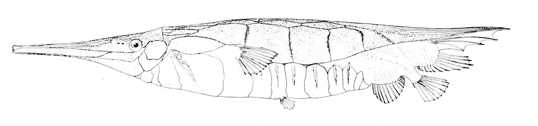 Centriscus cristatus
