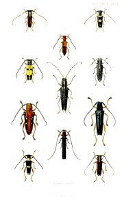 Cerambycidae3RobinsonPZSL1866