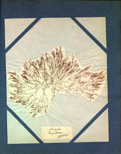 Ceramium diaphanum