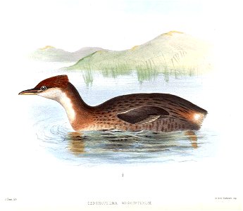 CentropelmaMicropterumSmit