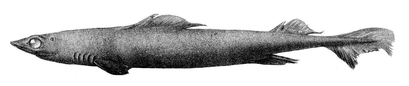 Centrophorus squamosus3