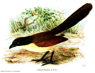 Centropus heuglini Keulemans