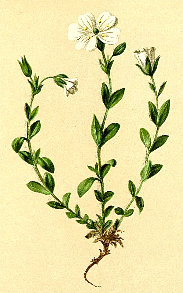Cerastium alpinum Atlas Alpenflora