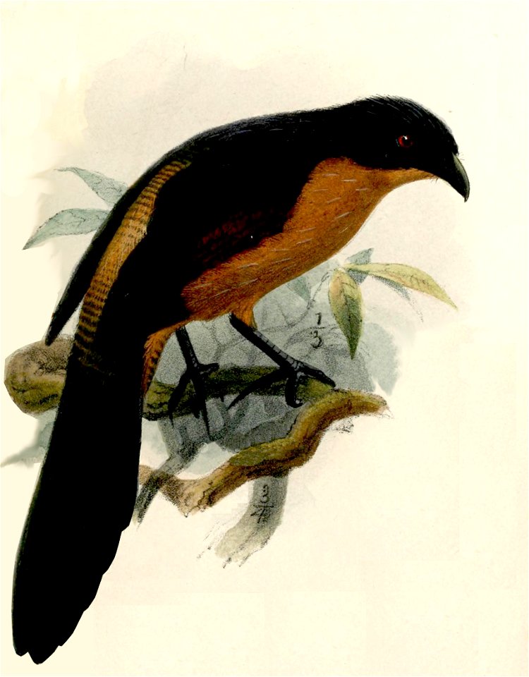 Centropus anselli Keulemans