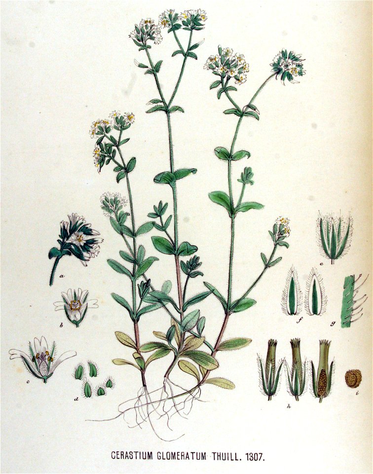 Cerastium glomeratum — Flora Batava — Volume v17