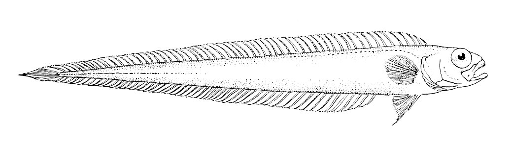 Cepola australis