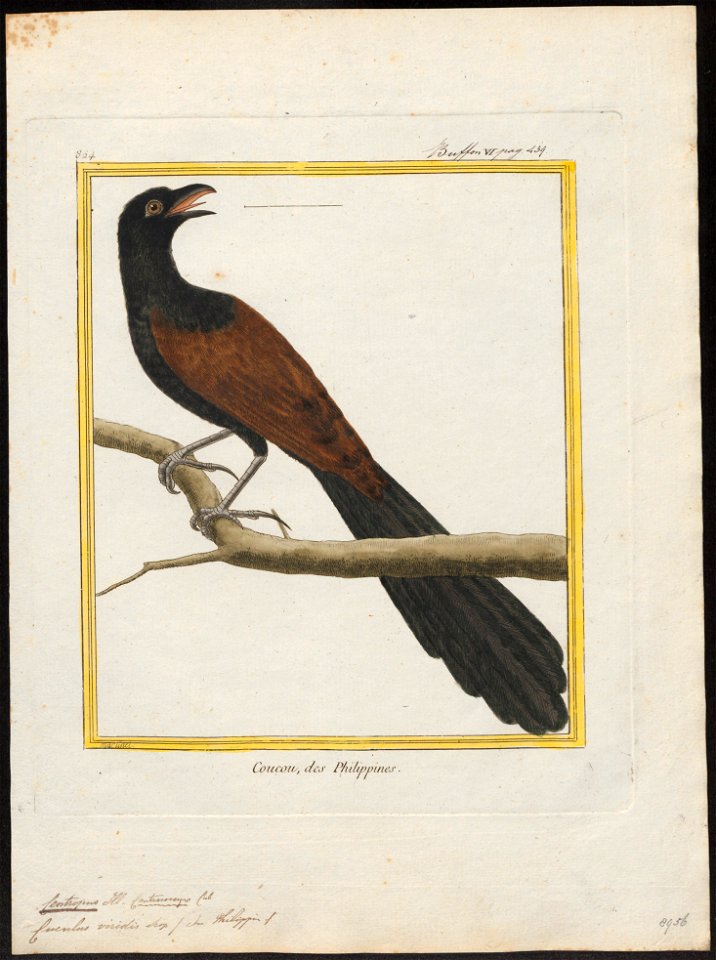Centropus viridis - 1700-1880 - Print - Iconographia Zoologica - Special Collections University of Amsterdam - UBA01 IZ18800161