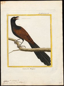 Centropus viridis - 1700-1880 - Print - Iconographia Zoologica - Special Collections University of Amsterdam - UBA01 IZ18800161