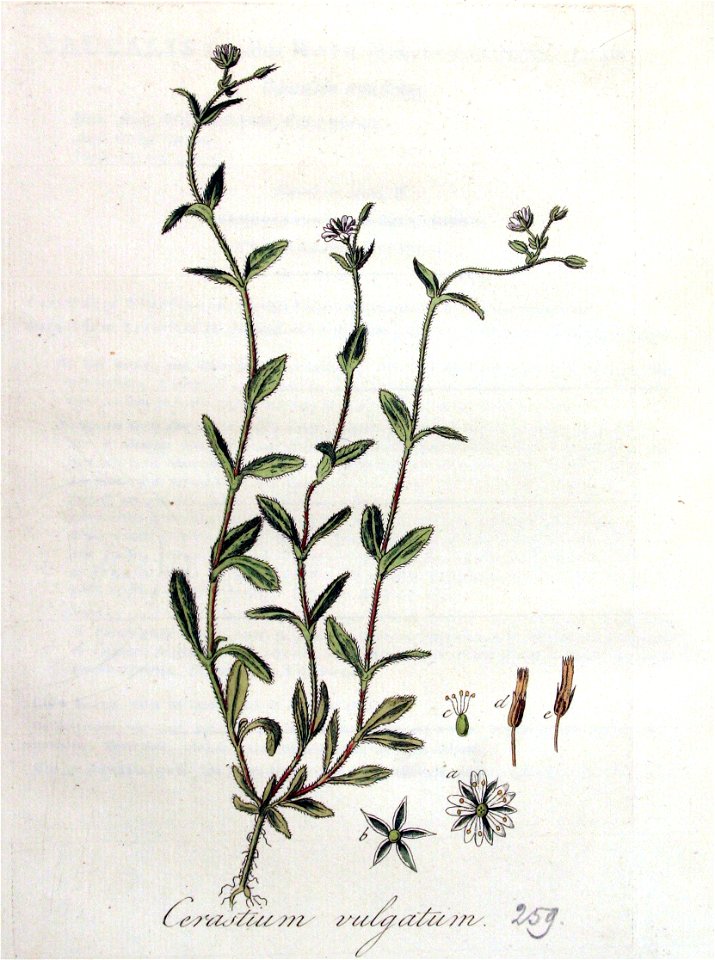 Cerastium vulgatum — Flora Batava — Volume v4