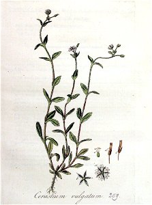 Cerastium vulgatum — Flora Batava — Volume v4