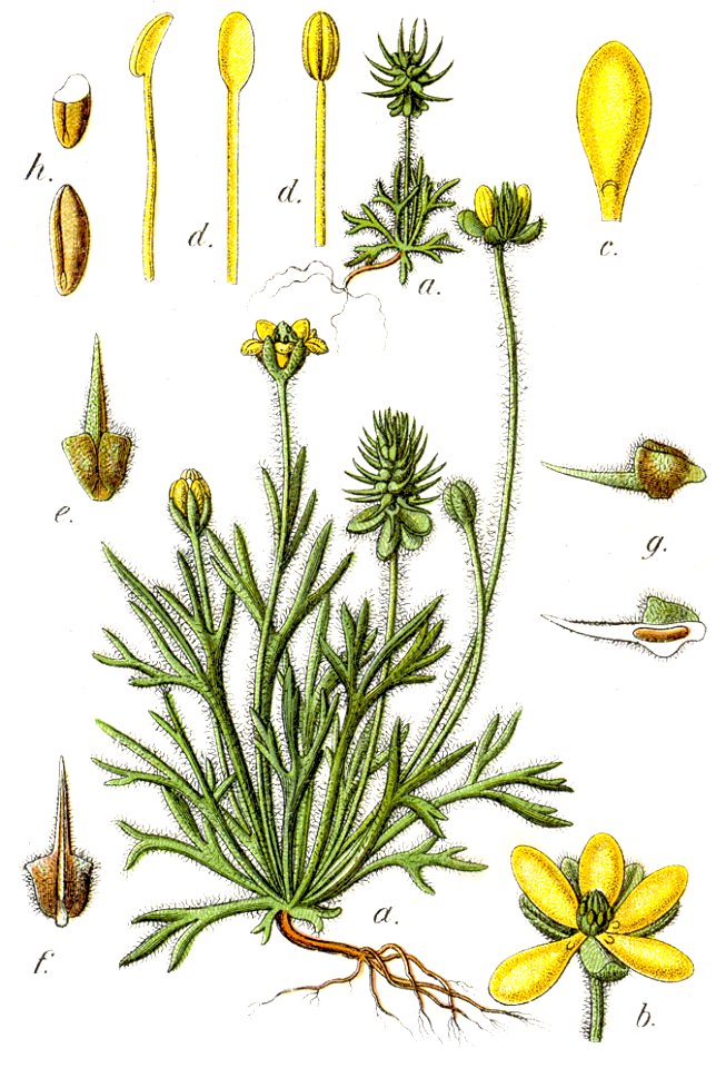 Ceratocephala sp Sturm60