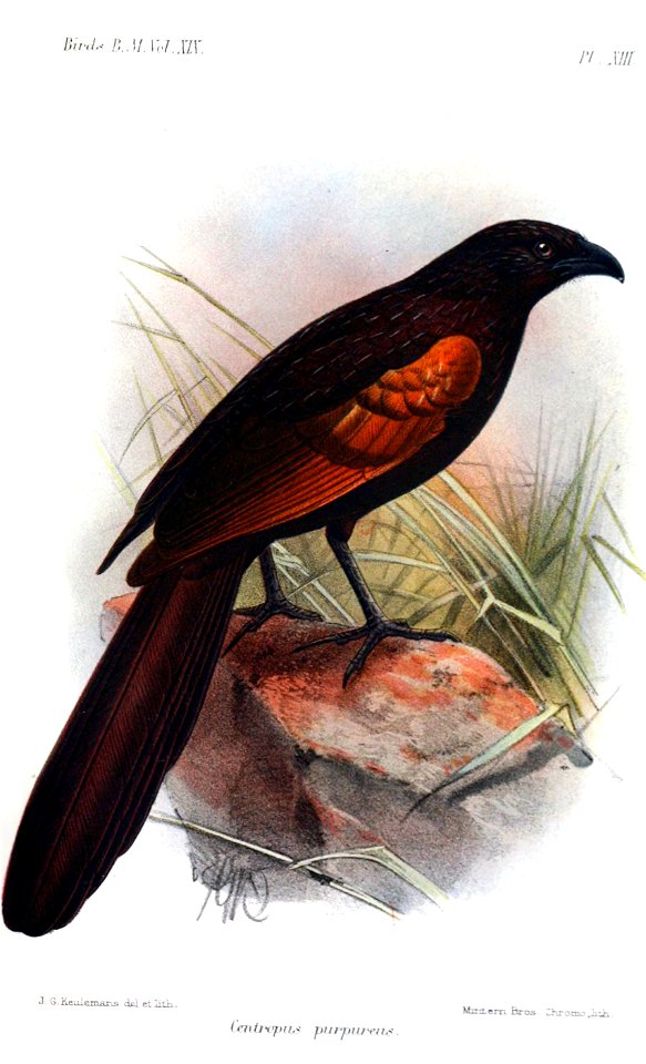 CentropusPurpureusKeulemans