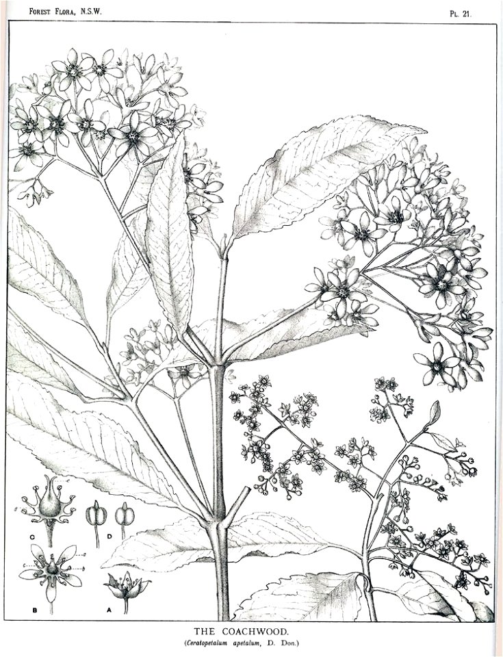 Ceratopetalum apetalum00