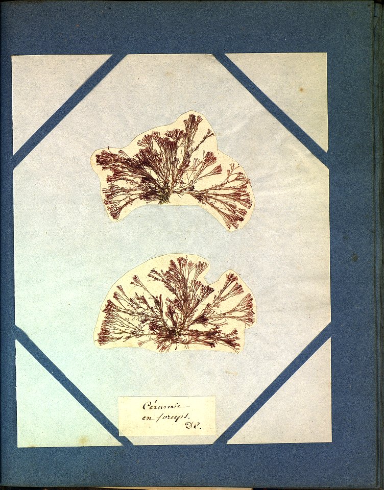 Ceramium forcipatum