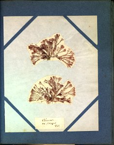 Ceramium forcipatum