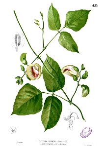 Centrosema plumieri Blanco2.455
