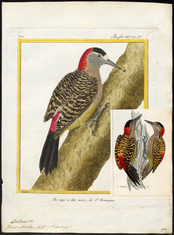 Centurus striatus - 1700-1880 - Print - Iconographia Zoologica - Special Collections University of Amsterdam - UBA01 IZ18700363