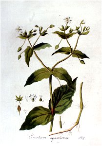 Cerastium aquaticum — Flora Batava — Volume v2
